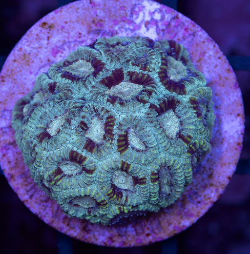 Multicolour Favia Frag - Ocean Reefs Marine Aquariums