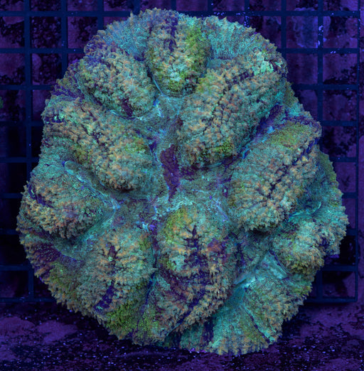 Multicolour Lobo Robusta 4" - Ocean Reefs Marine Aquariums