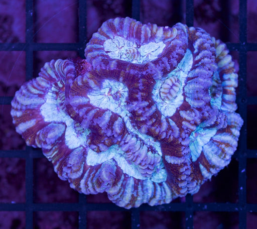 Multicolour Symphillia Wilsoni 2" - Ocean Reefs Marine Aquariums