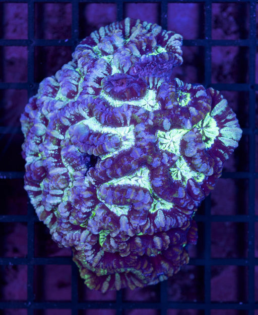 Multicolour Symphillia Wilsoni 3" - Ocean Reefs Marine Aquariums