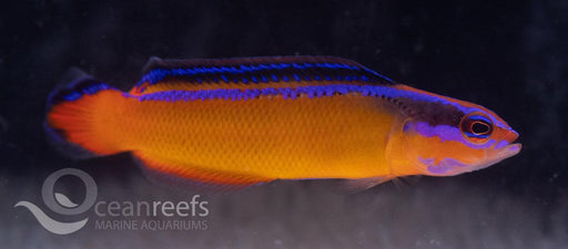 Neon Dottyback (Captive Bred) - Ocean Reefs Marine Aquariums