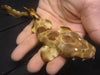Northern Wobbegong Shark Baby