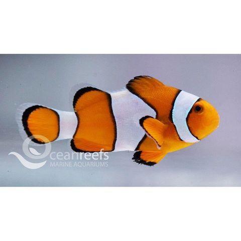 Orchid Dottyback (Captive Bred)