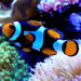 Onyx Percula Anemonefish - Ocean Reefs Marine Aquariums