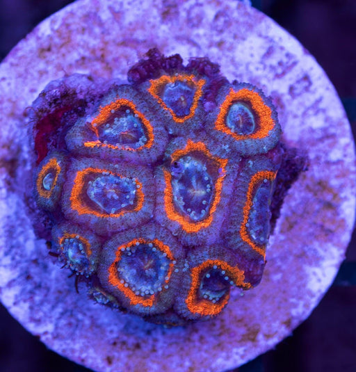 Orange Ring Micromussa Frag - Ocean Reefs Marine Aquariums