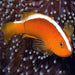 Orange Skunk Anemonefish - Ocean Reefs Marine Aquariums