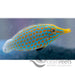 Orange Spot Filefish - Ocean Reefs Marine Aquariums