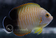 Orange Striped Angelfish - Ocean Reefs Marine Aquariums