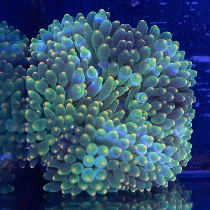 Orange Tip Bubble Tip Anemone - Ocean Reefs Marine Aquariums