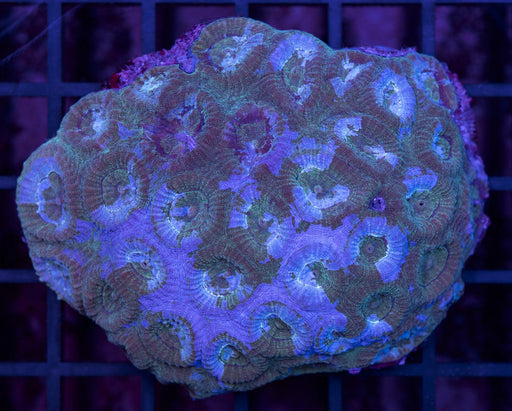 Paint Splatter Barabottoia 3" - Ocean Reefs Marine Aquariums