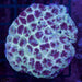 Paint Splatter Fava 2" - Ocean Reefs Marine Aquariums