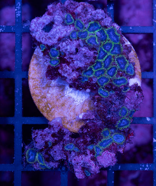 Papa Smurf Zoa Frag - Ocean Reefs Marine Aquariums