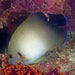 Pearl-Scaled Angelfish - Ocean Reefs Marine Aquariums