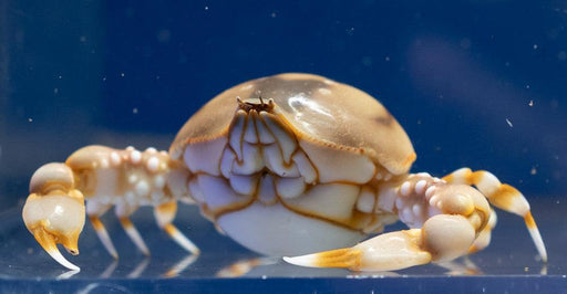 Pebble Crab - Ocean Reefs Marine Aquariums