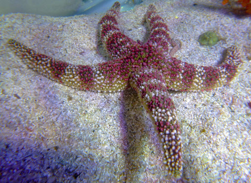 Pebble Starfish - Ocean Reefs Marine Aquariums