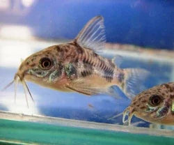 Peppered Corydoras