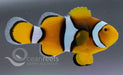 Percula Anemonefish - Ocean Reefs Marine Aquariums