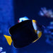 Personifer Angelfish (Female) - Ocean Reefs Marine Aquariums