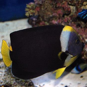 Personifer Angelfish (Male) - Ocean Reefs Marine Aquariums