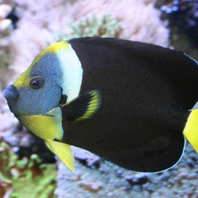 Personifer Angelfish (Male) - Ocean Reefs Marine Aquariums