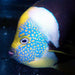 Personifer Angelfish (Male) - Ocean Reefs Marine Aquariums