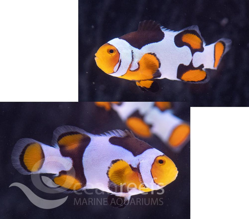 Picasso Clownfish Pair - Ocean Reefs Marine Aquariums