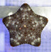 Pin Cushion Starfish (Not Reef Safe) - Ocean Reefs Marine Aquariums
