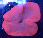Pink Carpet Anemone - Ocean Reefs Marine Aquariums