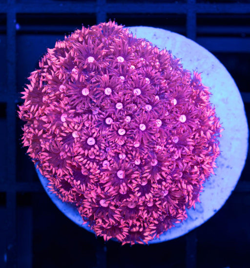 Pink Sparkler Goni Frag - Ocean Reefs Marine Aquariums