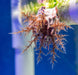 Pink Thorny Sea Cucumber - Ocean Reefs Marine Aquariums