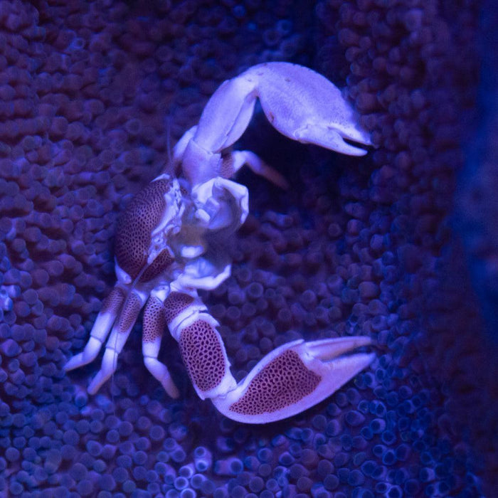 Porcelain Anemone Crab - Ocean Reefs Marine Aquariums