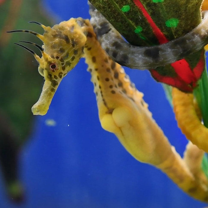Pot Belly Seahorse - Ocean Reefs Marine Aquariums