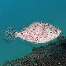 Potbelly Filefish - Ocean Reefs Marine Aquariums
