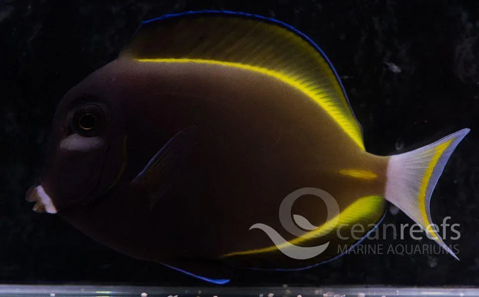 Powder Black Tang | Ocean Reefs Marine Aquariums