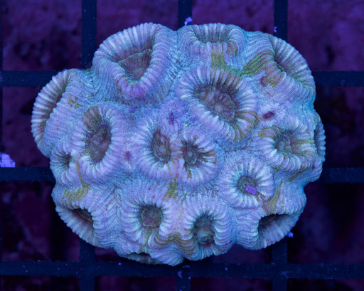 Purple and Green Barabottoia 1" - Ocean Reefs Marine Aquariums