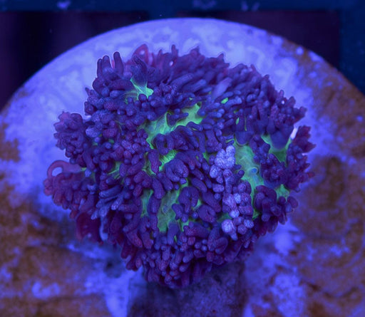 Purple Fluffy Morph Single Polyp - Ocean Reefs Marine Aquariums