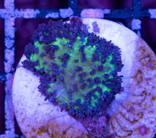 Purple Fuzzy Morph Single Polyp - Ocean Reefs Marine Aquariums