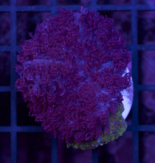 Purple Fuzzy Rhodactis Single Polyp - Ocean Reefs Marine Aquariums