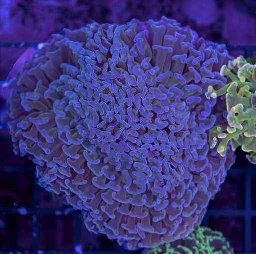 Purple Hammer 2" - Ocean Reefs Marine Aquariums