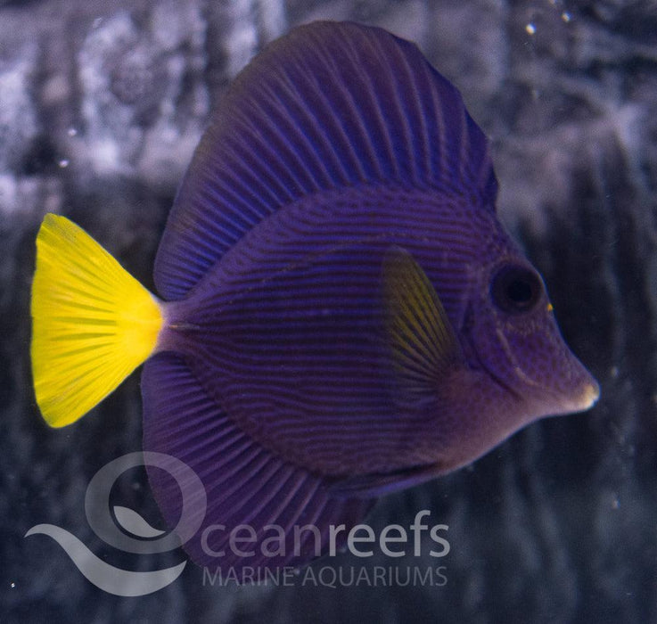 Purple Tang - Ocean Reefs Marine Aquariums