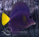 Purple Tang - Ocean Reefs Marine Aquariums