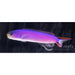 Purple Tilefish - Ocean Reefs Marine Aquariums