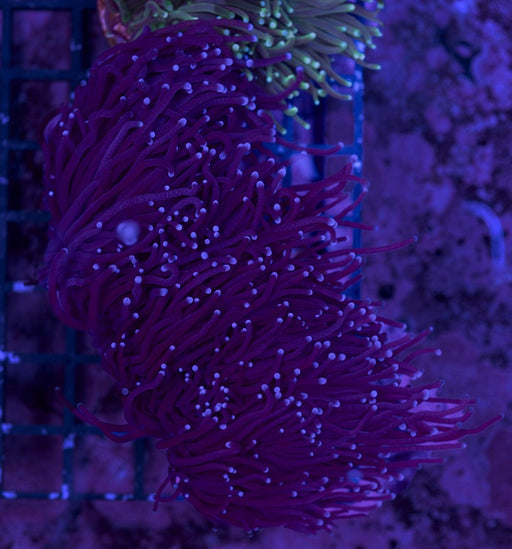 Purple Tip Torch 2" - Ocean Reefs Marine Aquariums