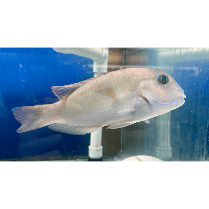 Purple Tuskfish - Ocean Reefs Marine Aquariums