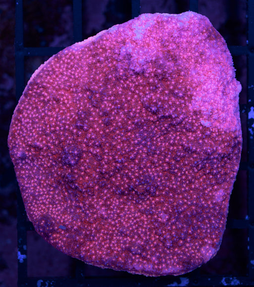QLD Cherry Tree Monti 2" - Ocean Reefs Marine Aquariums