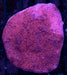 QLD Cherry Tree Monti 2" - Ocean Reefs Marine Aquariums