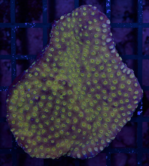 QLD Gold Cyphastrea 2" - Ocean Reefs Marine Aquariums