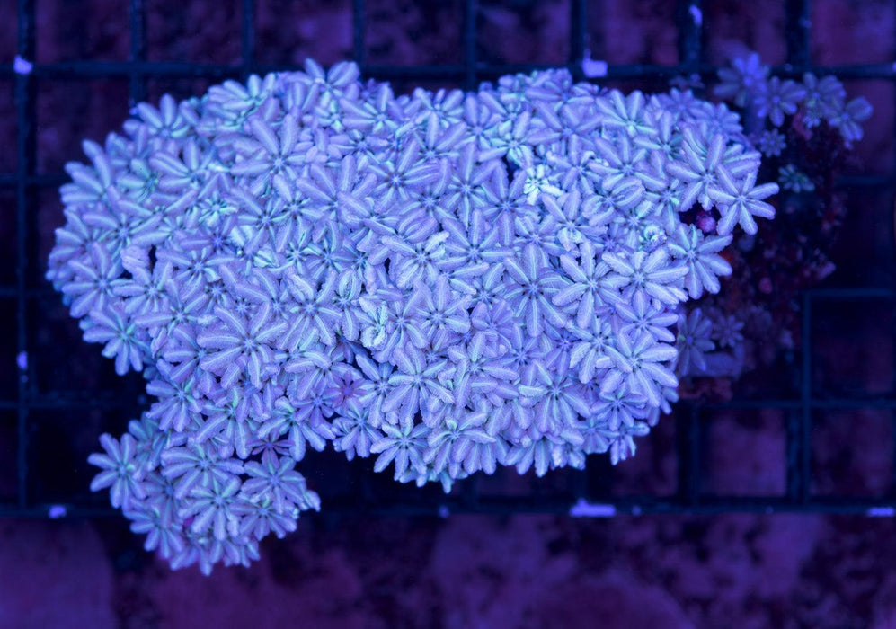 QLD Pipe Organ Coral 3" - Ocean Reefs Marine Aquariums