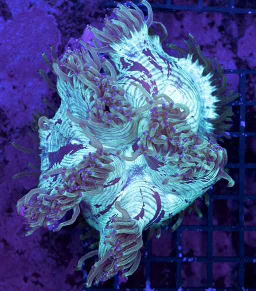 QLD Purple Tip Elegance 2" - Ocean Reefs Marine Aquariums