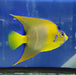 Queen Angelfish (Adult) - Ocean Reefs Marine Aquariums